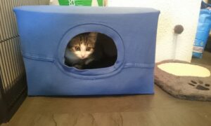 Lưu bản nháp tự động